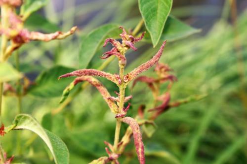 Aceria laticincta